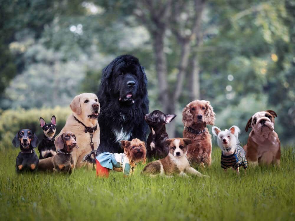 あなたの星座と最も互換性のある犬種は何ですか？