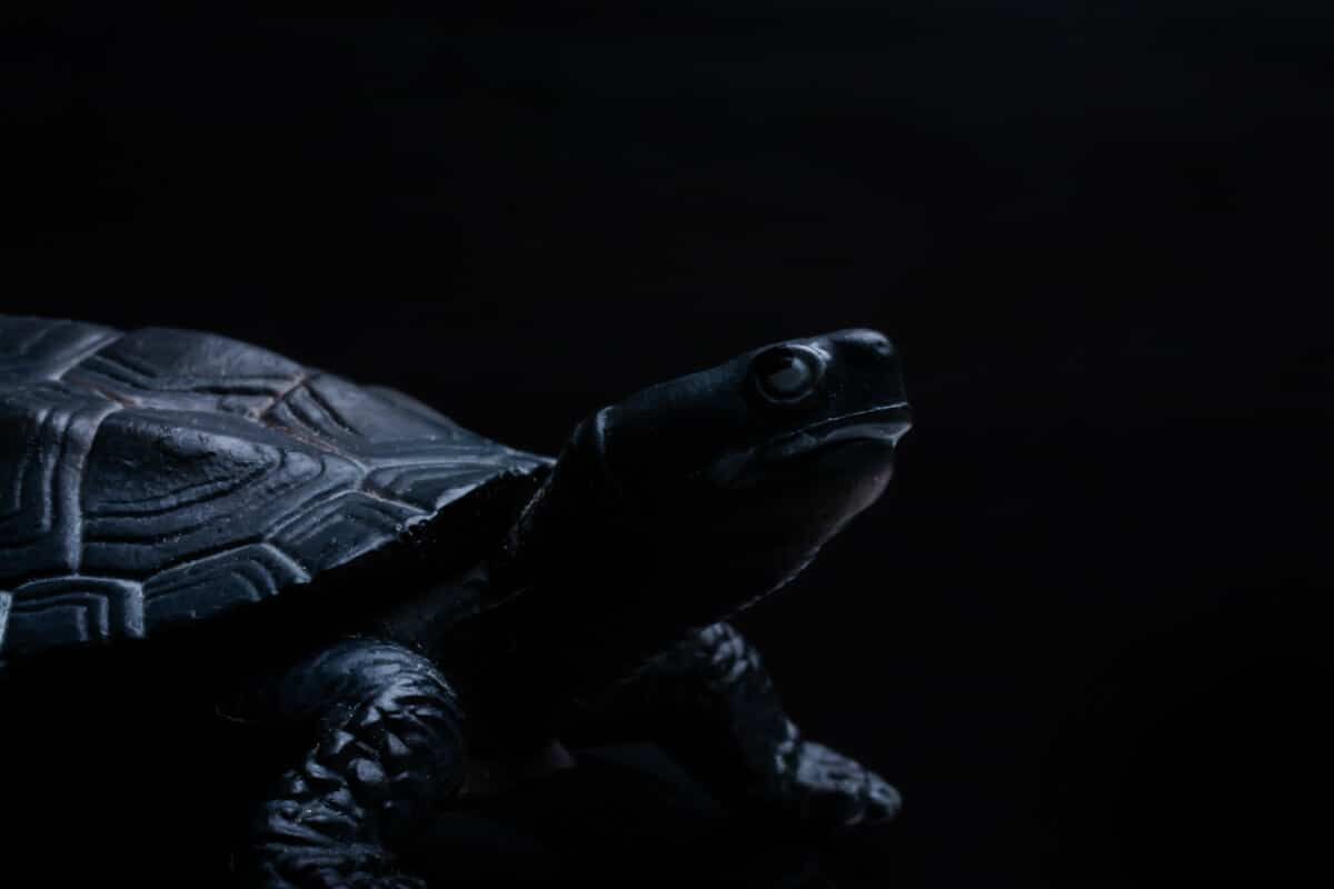 Черна костенурка по фън шуй: пазител на севера