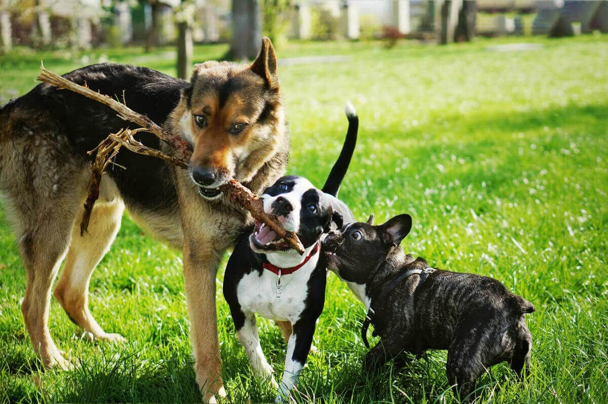 Kako je Velika Arkana Tarota povezana z različnimi pasmami psov