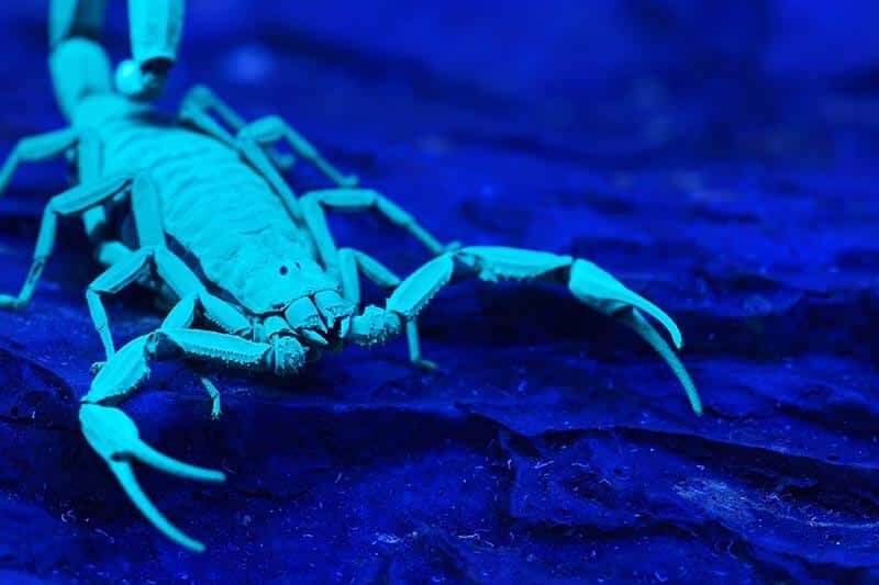 Der Stachel des Skorpions