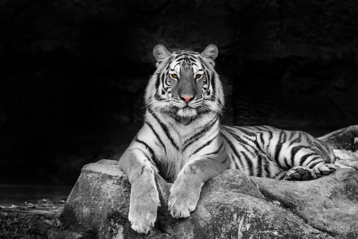 Feng shui baltas tigras: Vakarų globėjas