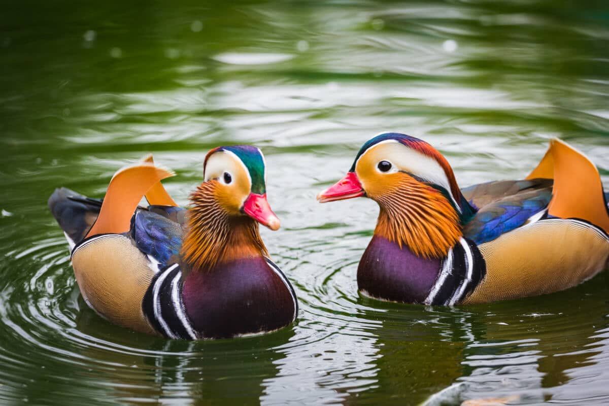 Feng Shui Mandarin Ducks: Hvordan bruke dem til kjærlighet og ekteskap
