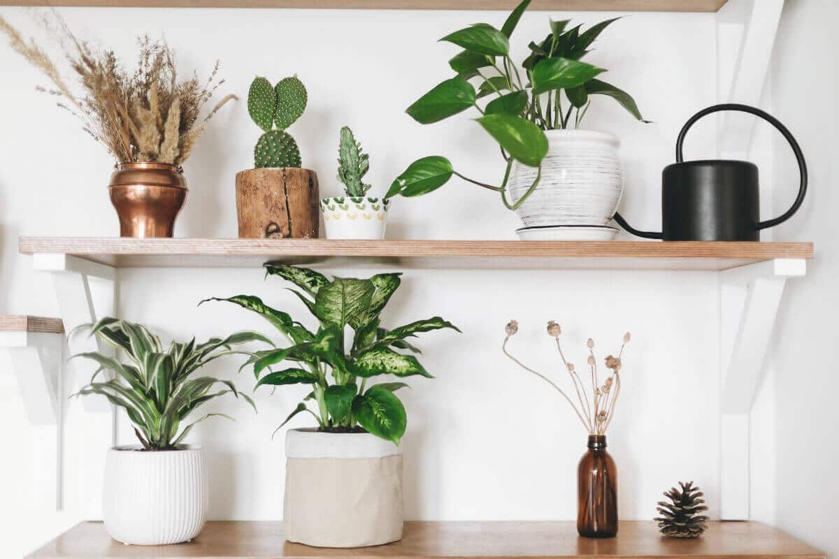 Cure viventi del Feng Shui: piante d'appartamento