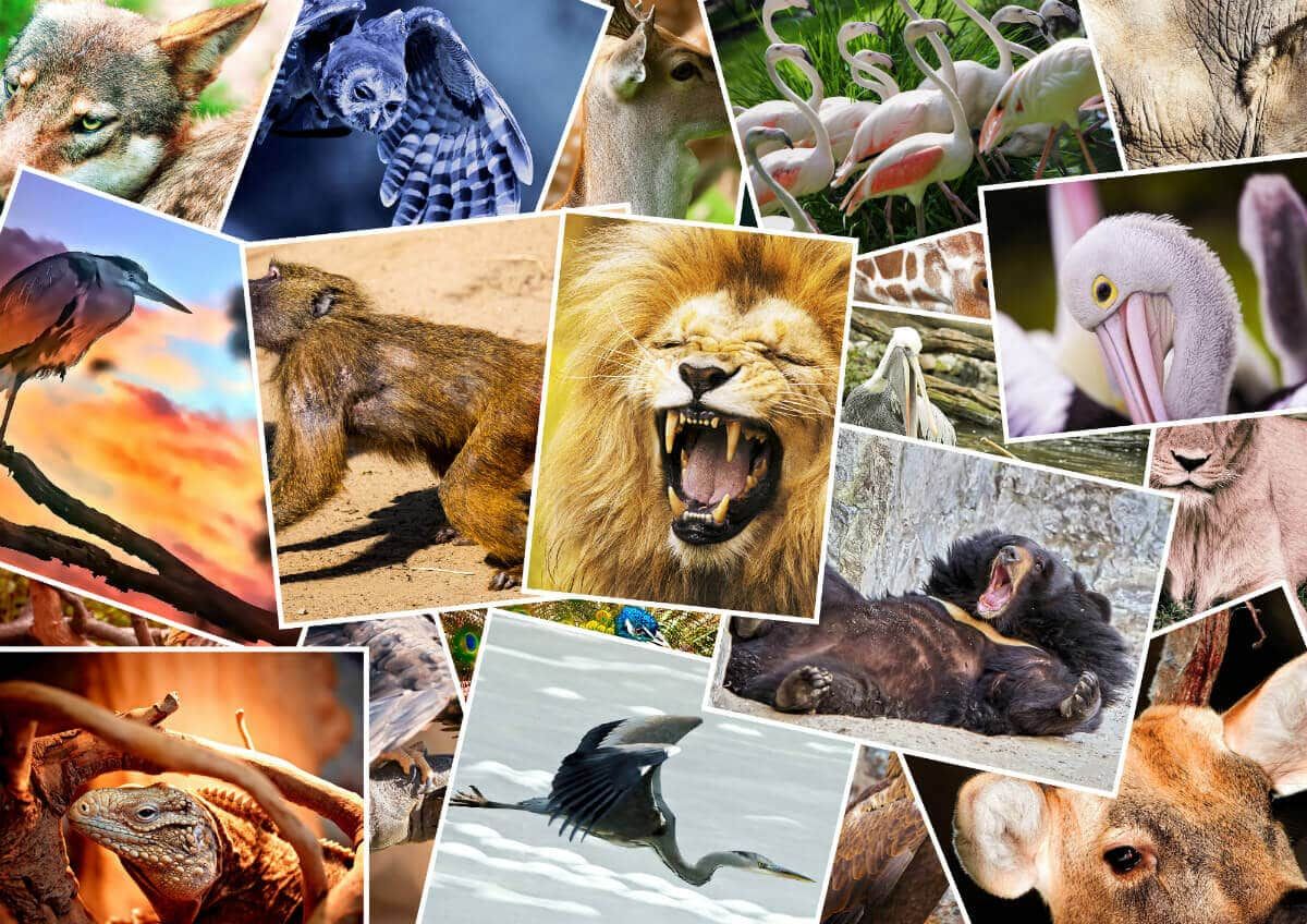 Kako je Velika Arkana Tarota povezana sa životinjama