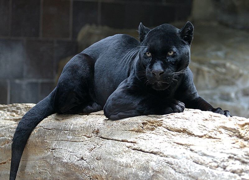 Juodoji pantera