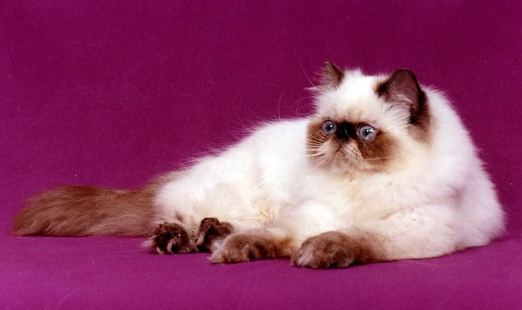 персијска мачка