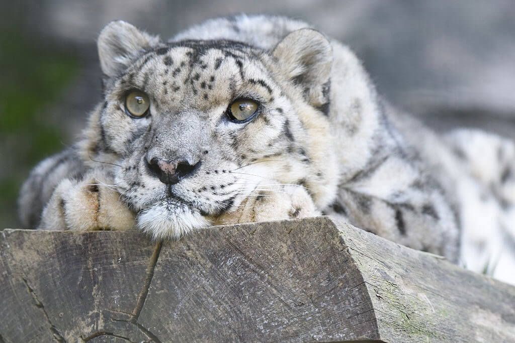 Snežný leopard