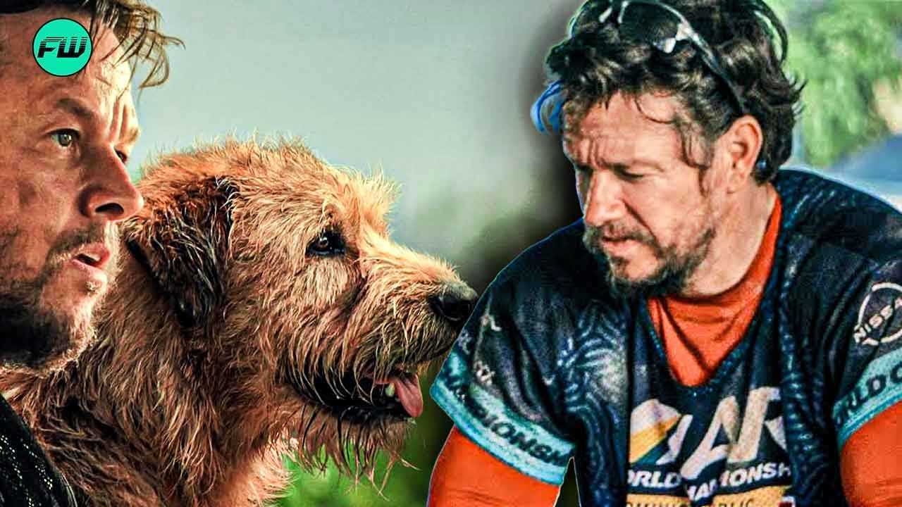 Han vidste, at han var nødt til at redde denne hund: The Real Canine Story Behind Mark Wahlbergs Arthur the King viser, at den fortjener mere i billetkontoret