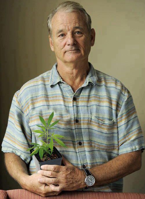 4. Bill Murray fue arrestado por la policía cuando cumplió 20 años por tratar de contrabandear 10 libras de cannabis en Chicago