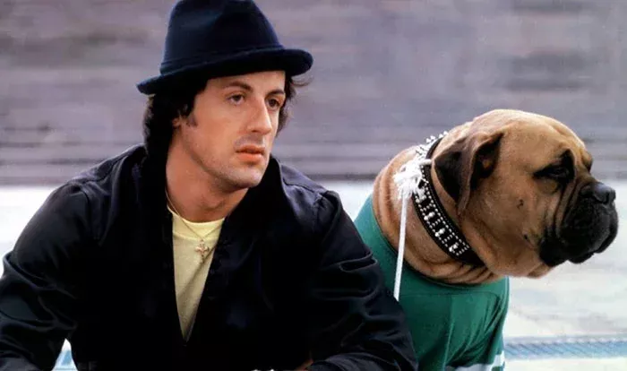 „Er verwandelte ihn in ein Möbelstück“: Der Mann, der sich weigerte, Sylvester Stallone, seinen Hund, zurückzugeben, legte eine seltsame Bedingung für den Rocky Star dar