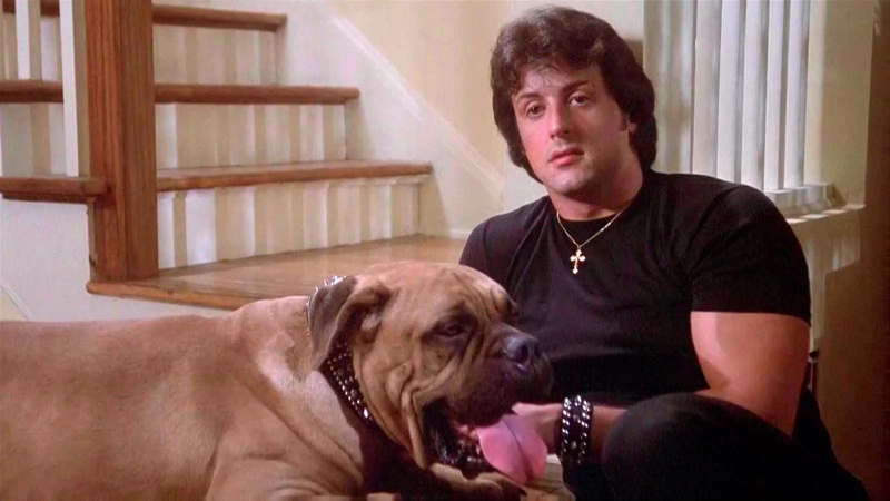   Sylvester Stallone กับ Butkus สุนัขเลี้ยงของเขา