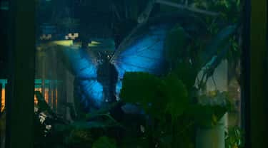   mariposa gigante